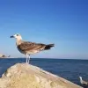 Hotel White Lagoon Resort, Balchik, Bulgaria, Bulgaria 14