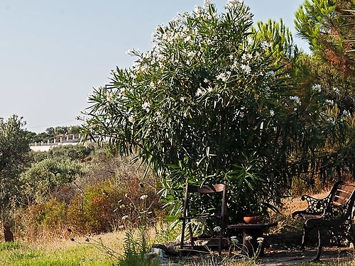 Hotel Kortiri Studios Sithonia Grecia (13 / 14)