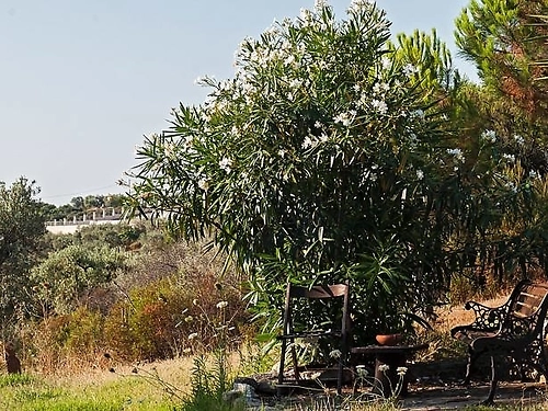 Hotel Kortiri Studios Sithonia Grecia (13 / 14)