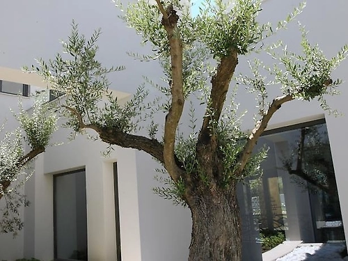 Hotel Cavo Olympo Luxury Resort & Spa Grecia (19 / 36)