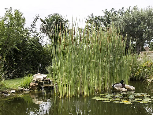 Hotel Achtis Kassandra (24 / 29)