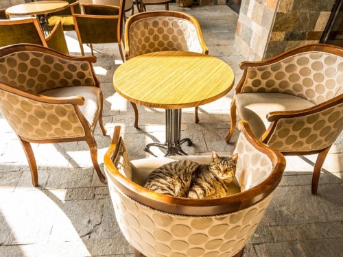 Hotel Snezhanka Pamporovo Ski Bulgaria (24 / 46)