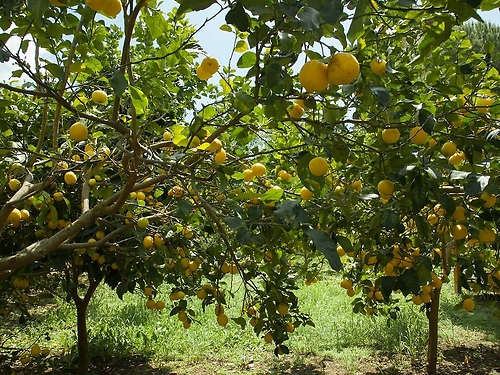 Hotel Corfu Senses Resort Grecia (8 / 21)