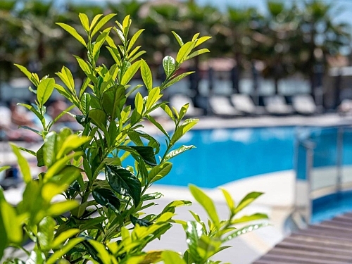 Dionysos Hotel & Suites Grecia (41 / 44)