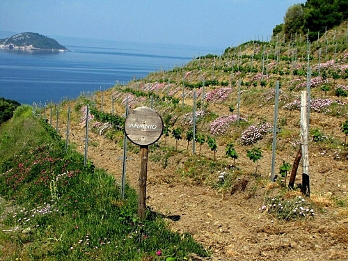 Hotel Porto Carras Meliton Grecia (40 / 42)