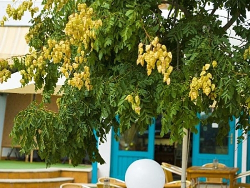 Hotel Kaliopa Bulgaria (17 / 23)