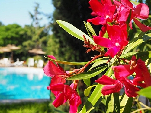 Hotel Joya Park Nisipurile de Aur Bulgaria (34 / 45)