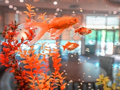 Hotel Calimera Ralitsa Superior Garden Bulgaria (35 / 38)